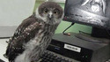 Pornowl