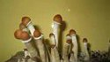 Champignons