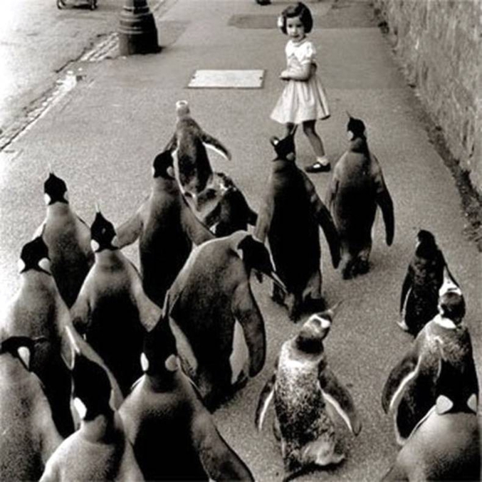 le retour de mary poppins
la marche de ceux qui ne sont pas empereur
les pingouins de madagascar live
Quand ton animal totem sort de la caverne
unhappy feet...
