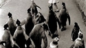 Monsieur popper et les pingouins 2