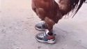 Le coq sportif