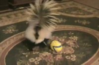 Chat vs. mouffette