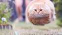 Rocket cat