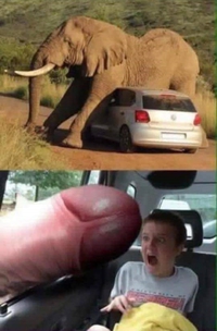 Coucou, tu veux un souvenir de ton safari?