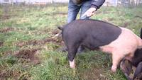 Doigter un porc,