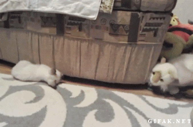 Jouer avec un chat