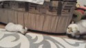 Jouer avec un chat