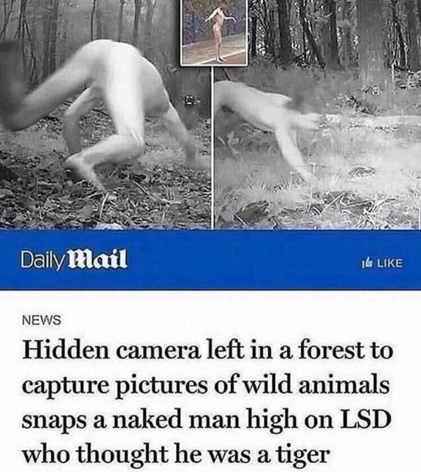 Pour les anglophobes :
Une caméra cachée dans la forêt pour capturer des photos d'animaux à prit un homme nu, sous l'emprise de LSD, qui se prenait pour un tigre