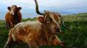 Vache dans sa période ado
