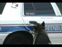 Chien policier