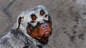 Rottweiler avec un vitiligo 