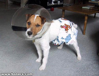 Pauvre chien