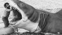 Profession : dentiste de requin