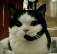 oui bonjour, vous êtes bien au SAV du télé à chats !