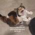 Parce que mon chat se fait maltraiter par tous les autres chats du quartier