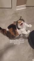 Parce que mon chat se fait maltraiter par tous les autres chats du quartier