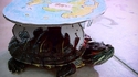 Cosplay de tortue