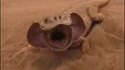 Un lézard qui se dandine