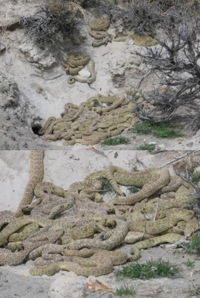 Un groupe de serpents qui font la fête.