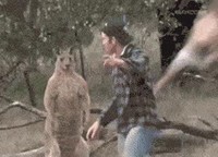 Les kangourous ça vous fait peur ?