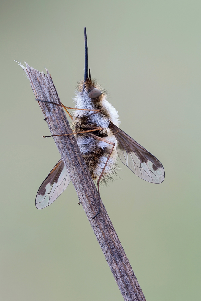 Un Grand bombyle (Bombylius major) est un diptère brachycère parasitoïde de la famille des Bombyliidae, ressemblant à une abeille ou à un petit bourdon (une photo de Cristian Arghius).