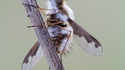 Bombylius major au garde-à-vous