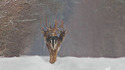 Cerf à trois têtes