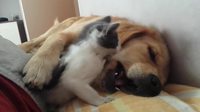 Un chat teigneux