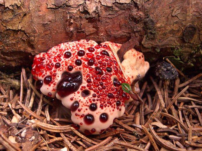 Champignon basidiomycète et cool.