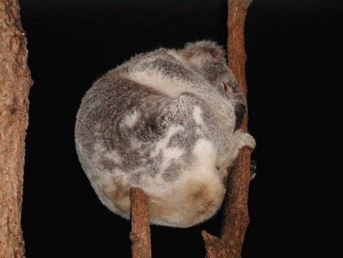Un Koala perché sur une branche dans une drôle de position.