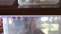 Capture du lapin tueur