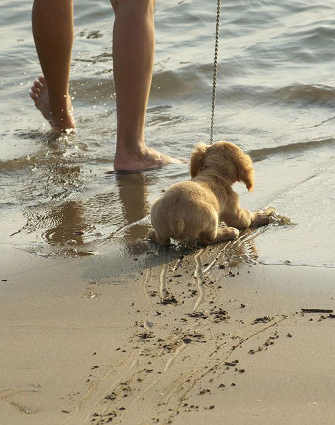 Un chien qui a vraiment peur de l'eau.