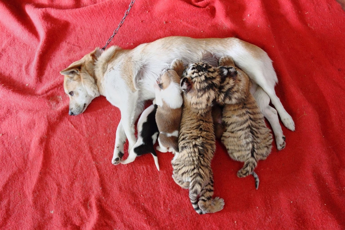 Une chienne nourrit ses chiots et deux jeunes tigres de Sibérie.