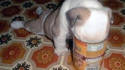 Chien affamé