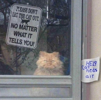 Ne laissez pas le chat sortir, quoi qu'il dise