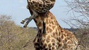 Une araignée dans la savane