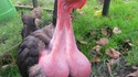 Un dindon qui en a