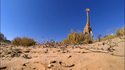 Une girafe marche sur une caméra