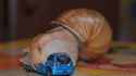 Un escargot avale une voiture