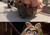 Piggy sans voix
