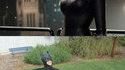 Batman et Catwoman