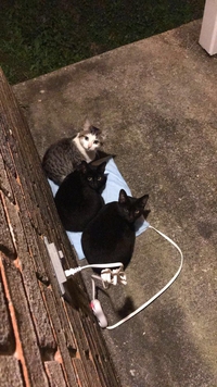 Chat réchauffe
