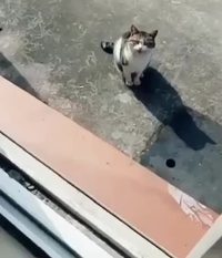 Sois pas chien, file-moi un morceau !