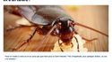 Donner le nom de ton ex à un cafard (ou une souris)