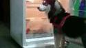 Un husky, ça vit dans les pays froids, alors...