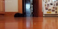Laser cat