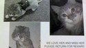 Perdu : chat rasé
