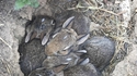 De jeunes lapins