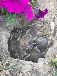 De jeunes lapins