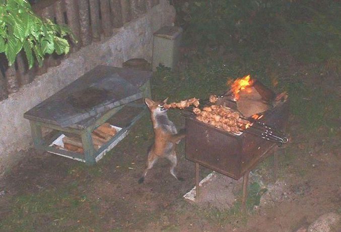 Un renard s'invite à un barbecue sans pour autant y avoir été convié. Chipeur, arrête de chiper !
